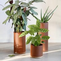 Vij5 Plant Collectors bloempot en plantenstandaard webshop