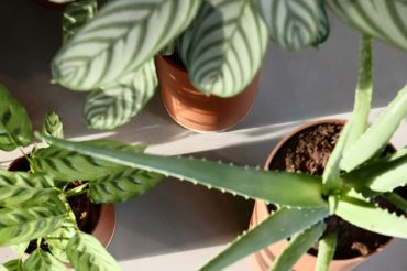 Hoe je er voor zorgt dat planten geen muurbloempjes worden<br>(+5 redenen om planten een prominente plek te geven in een interieur).